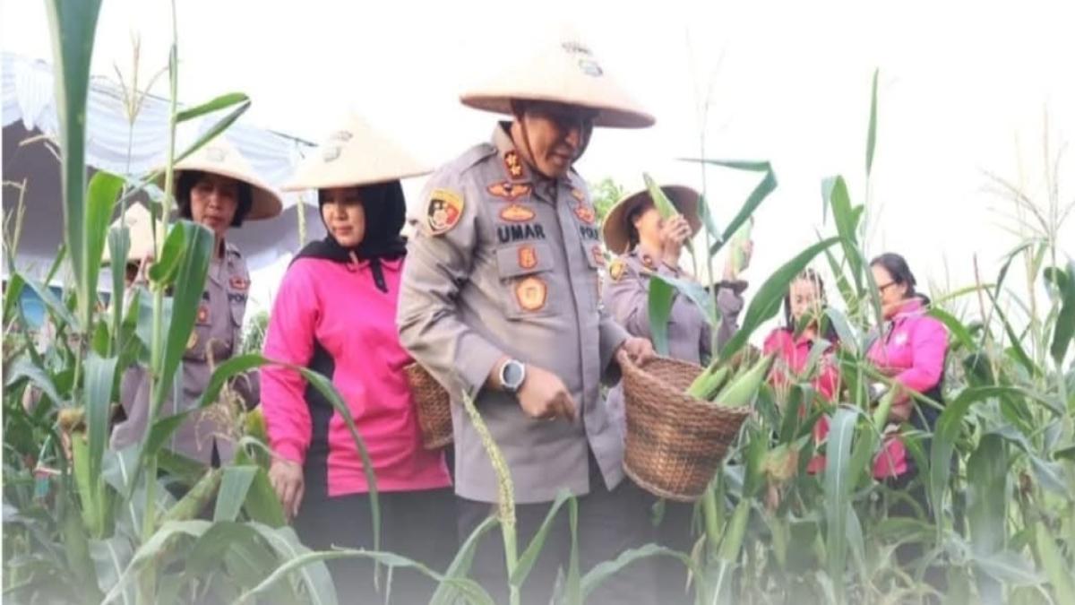 Panen Jagung Hasil Kerjasama Polres Gianyar Bersama Warga