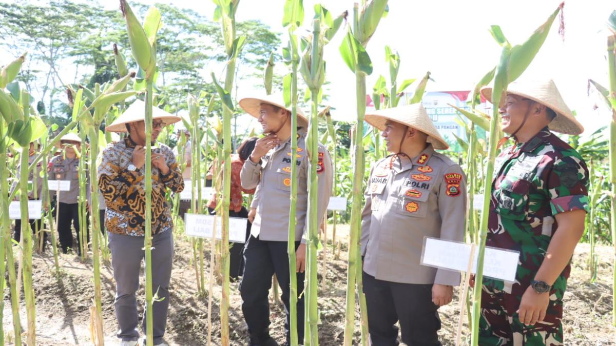 Polda Bali Panen Raya Jagung Serentak, Produksi Capai 44,10 Ton dari 5,77 Hektare