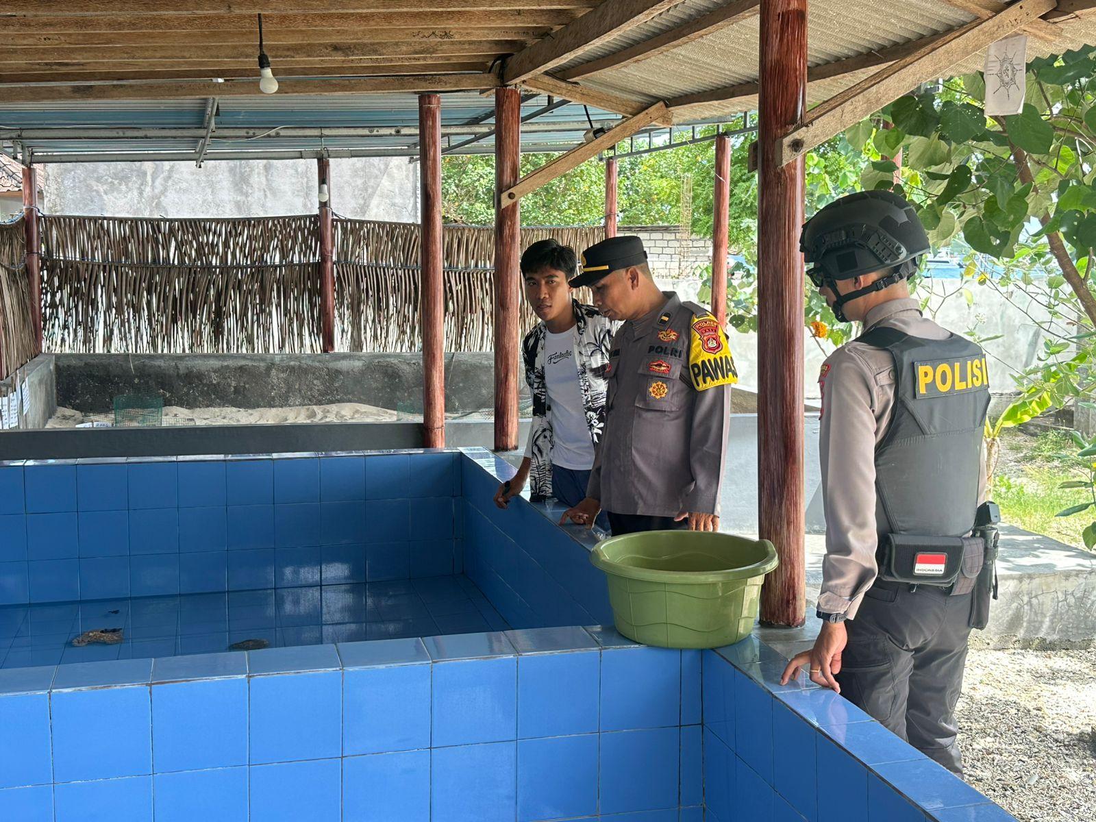 Sempat Diduga Dicuri, 84 Tukik di Nusa Penida Ditemukan Selamat dalam Septic Tank