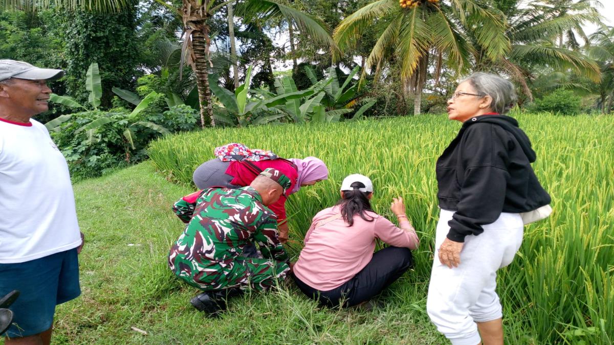 Tim Pengendali Hama Padi Ambil Sampel Secara Acak Di Subak Kecamatan Payangan
